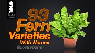 93 Fern Varieties with names  Indoor Fern Collection [upl. by Plante]