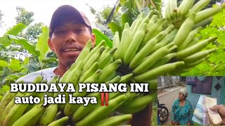 CARA MEMANEN PISANG  hasilnya lansong di jual [upl. by Aneel]