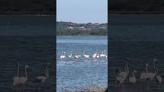 Fenicotteri…flamingo birds [upl. by Ronald]