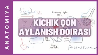 ANATOMIYA KICHIK QON AYLANISH DOIRASI [upl. by Sreip]