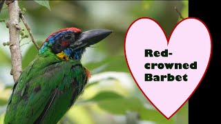 Redcrowned Barbet Feeding [upl. by Llenrad]