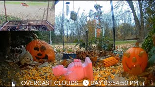 HALLOWEEN BIRD SCARE CAM [upl. by Seow]