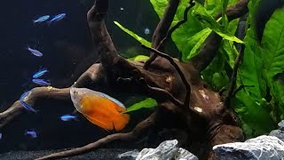 My Honest Review of 5 Centerpiece Fish for Nano Tanks [upl. by Vogeley]