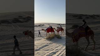 Camel walk in Desert  Qatar Doha Visit  Rizwan Majeed  arabicbassboosted desertbeauty camel [upl. by Dumah]