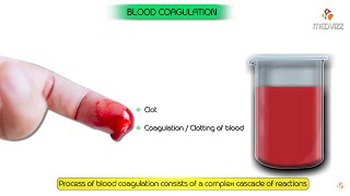 Physiology of Blood coagulation Animation  Extrinsic and intrinsic pathway [upl. by Cl716]