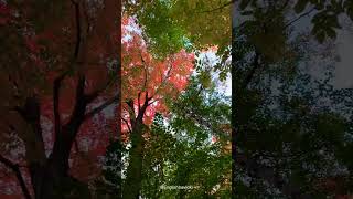 Goderich 🇨🇦💚 canada goderich music song nature short طبیعت کانادا موسیقی [upl. by Mommy]