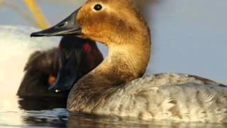 Canvasback  Duck Species Profile [upl. by Behl]