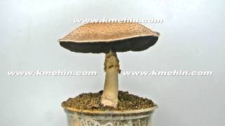 The culinary medicinal Royal Sun Agaricus mushroom time lapse httpwww360edencomkmehin [upl. by Esserac883]