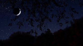 Breezy Autumn Night  Binaural Nighttime Fall Ambience  10 Hours  Nature Sleep Sounds [upl. by Jacoby98]