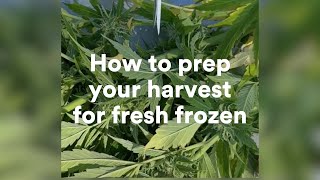 How to prepare your cannabis harvest for fresh frozen [upl. by Melisent]