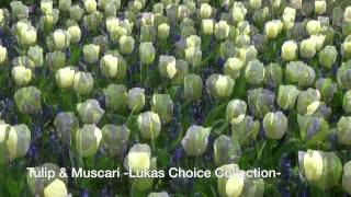 Tulip amp Muscari  Lukas Choice Collection [upl. by Retnuh]