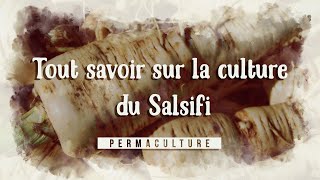 Tout savoir sur la culture du salsifis permaculture legumesanciens [upl. by Sirhc]