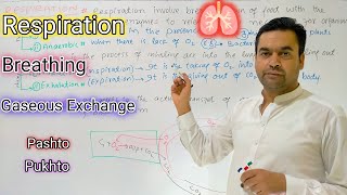 Respiration  Biology  Class 2nd Year  Dr Mushtaq Pashto Lectures [upl. by Morris]