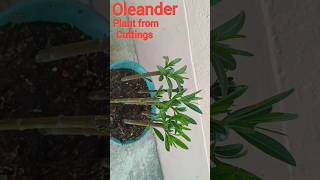 Oleander plant from cuttings  कनेर  Kaner Cuttings Grow  propagation of Oleande plant [upl. by Nylirrej]