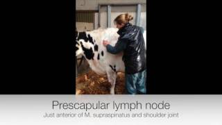 Lymph node palpation in ruminants [upl. by Robma195]