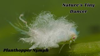 Planthopper Nymph Natures Dancing Insect  Incredible Movements [upl. by Arhsub]