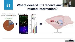 A ThalamicVentral Hippocampal Circuit That Supports AnxietyRelated Behavior [upl. by Aniakudo]