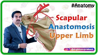 Scapular Anastomosis  Upper Limb Gross Anatomy  Dr G Bhanu Prakash [upl. by Eberto57]