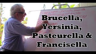 Yersinia Francisella Brucella and Pasteurella  بكتيريا سلبية الغرام [upl. by Ceciley]