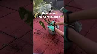 🪴✨Repotting Thai Constellation 🪴✨follow us for weekly ✨🪴plants planting monstera [upl. by Lynch]