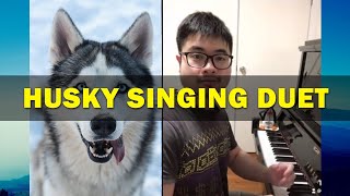 Husky Piano Duets  Best Singing Dog videos Shorts [upl. by Niloc]