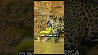 quotUn Jaguar Valiente Se Lanza al Río y Atrapa a un Cocodrilo 🐆🐊quot [upl. by Oetsira84]