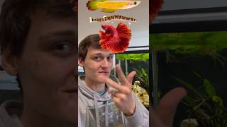 The 4 Ways that Fish Swim aquarium [upl. by Alpert]