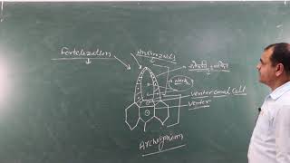 Psilotum  Embryo Development BSc Part  II  by Suresh Kumar [upl. by Ajiat]