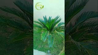 Green Cycas palm 🏝😲🎋 pretty plant beautiful cycas flower viralreels homegardening [upl. by Marquardt39]