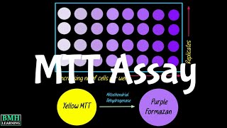 MTT Assay  Cell Viability Assay  Cell Toxicity Assay [upl. by Kung743]