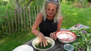 Making Fermeted Tea With Rosebay Willowherb  Fireweed  Gederams Permaculture Nordic Food Forest [upl. by Inatsed]