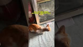 Yung masyado kang nerbyoso funny trending viral funnycat [upl. by Atnahsal]