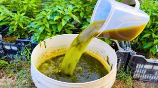 This Green Homemade Liquid Enough Your Plants Feed This and Harvest Bucket Full of fruits [upl. by Zeuqram]