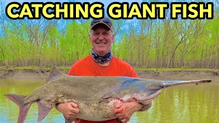 Snagging giant spoonbill from the bank  no boat needed [upl. by Ecienaj]