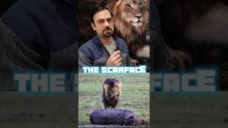 The most famous lion in the world  King scar  scarface shorts [upl. by Annoyt592]