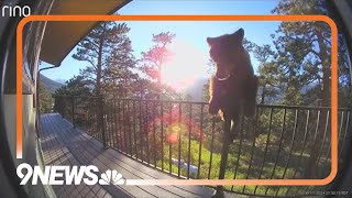 Bear climbs onto deck in Estes Park [upl. by Ressay968]