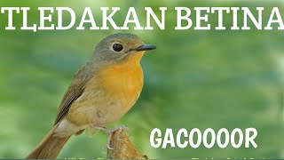 Suara Burung Tledekan Betina gacoor cocok buat mancing pejantan [upl. by Ayyn]