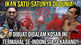 IKAN SATUSATUNYA DI DUNIA DIBUAT DALAM KOSAN INI TERMAHAL SEINDONESIA SEKARANG [upl. by Eisnil299]