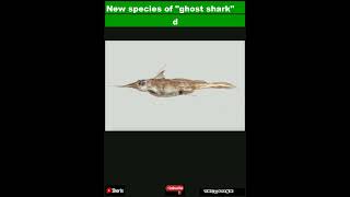 New species of quotghost sharkquot discovered living deep in the Pacific OceanShorts [upl. by Ah]