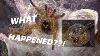 What happened to WATERING my TARANTULAS [upl. by Matilde375]