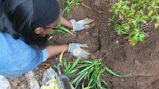 Planting 120 daffodils and adding 4 more agastache to the garden [upl. by Jaal]