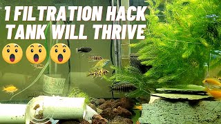 This One Single Plant Will Make Your Aquarium Thrive Quick Aquascape PlantedTank [upl. by Nogas622]