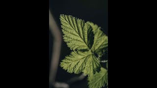 Macro Photography tip using light [upl. by Nairrot]