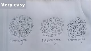 How to draw parenchyma collenchyma and sclerenchyma [upl. by Aenea]