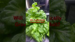 Will Hydroponically Grown Lettuce Bolt and Produce Seed gardeningwithladycheryl [upl. by Acenahs61]