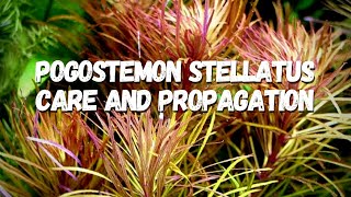 How to Care for Grow and Propagate Pogostemon Stellatus [upl. by Nnaesor]