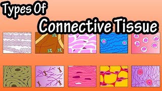 Types Of Connective Tissue  What Is Connective Tissue  Functions Of Connective Tissue [upl. by Nyleak]