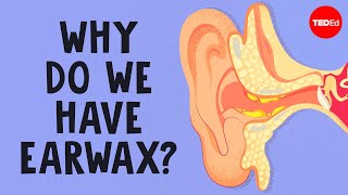 What is earwax — and should you get rid of it  Henry C Ou [upl. by Noryv]