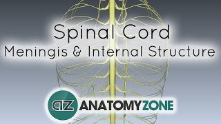 Spinal Cord  Meninges and Internal Structure  Anatomy Tutorial [upl. by Wendolyn]