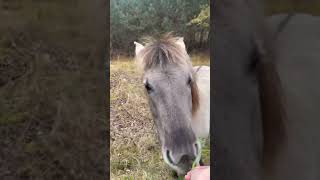 Almost took the horse home belgiumtourism travel belgium nature vlog discoverbelgium [upl. by Ahsanat]